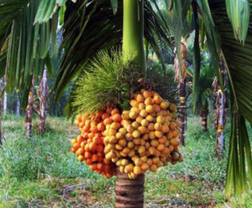 ARECA NUT PLANTATION  ARECANUT DWARF VARIETIES  DWARF ARECANUT VARIETIES  കുള്ളന്‍ കവുങ്ങ്