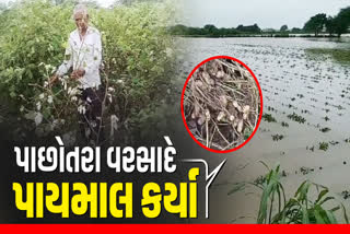 ખેડૂતોની મહેનત પર પાણી ફર્યું