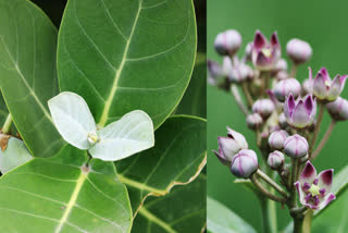 How to use calotropis gigantea or Aak Leaves medicine for diabetes, avoiding poison