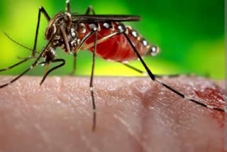 dengue patients increased in haryana