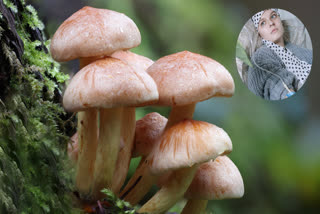 Compound from mushroom new colorectal cancer therapy