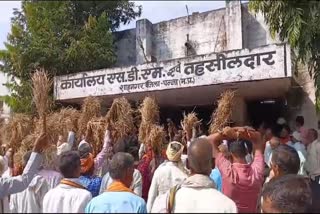 PADDY CROP RUINED BY PESTS