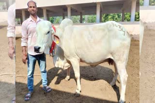 Tharparkar breed cow record auction by Central Cattle Breeding Farm