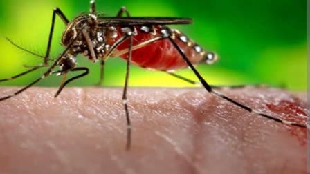 dengue patients increased in haryana