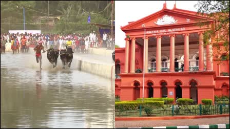 ಕಂಬಳ ಆಯೋಜನೆಗೆ ಅನುಮತಿ ನೀಡದಂತೆ ಹೈಕೋರ್ಟ್​ ಪೇಟಾ ಅರ್ಜಿ