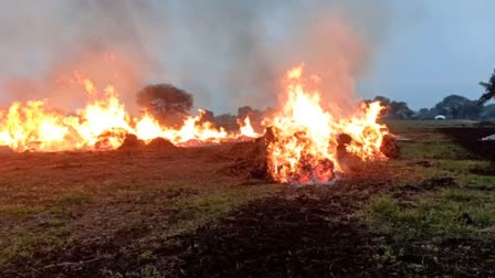 UJJAIN FARMER BURNT SOYBEAN CROP