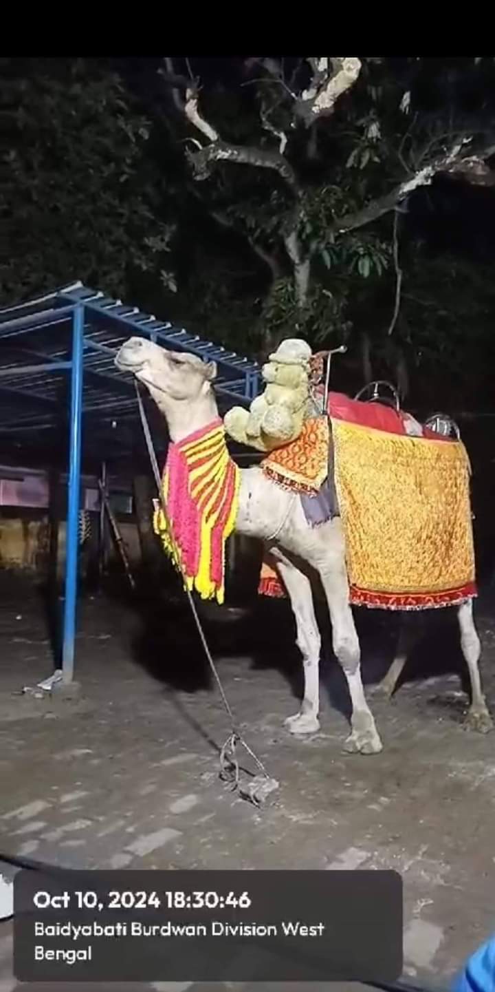 CAMEL RESCUED