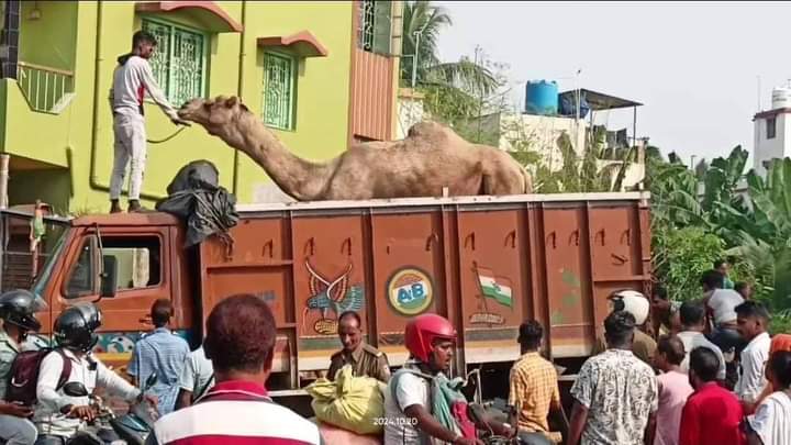 CAMEL RESCUED