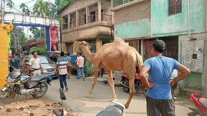 CAMEL RESCUED