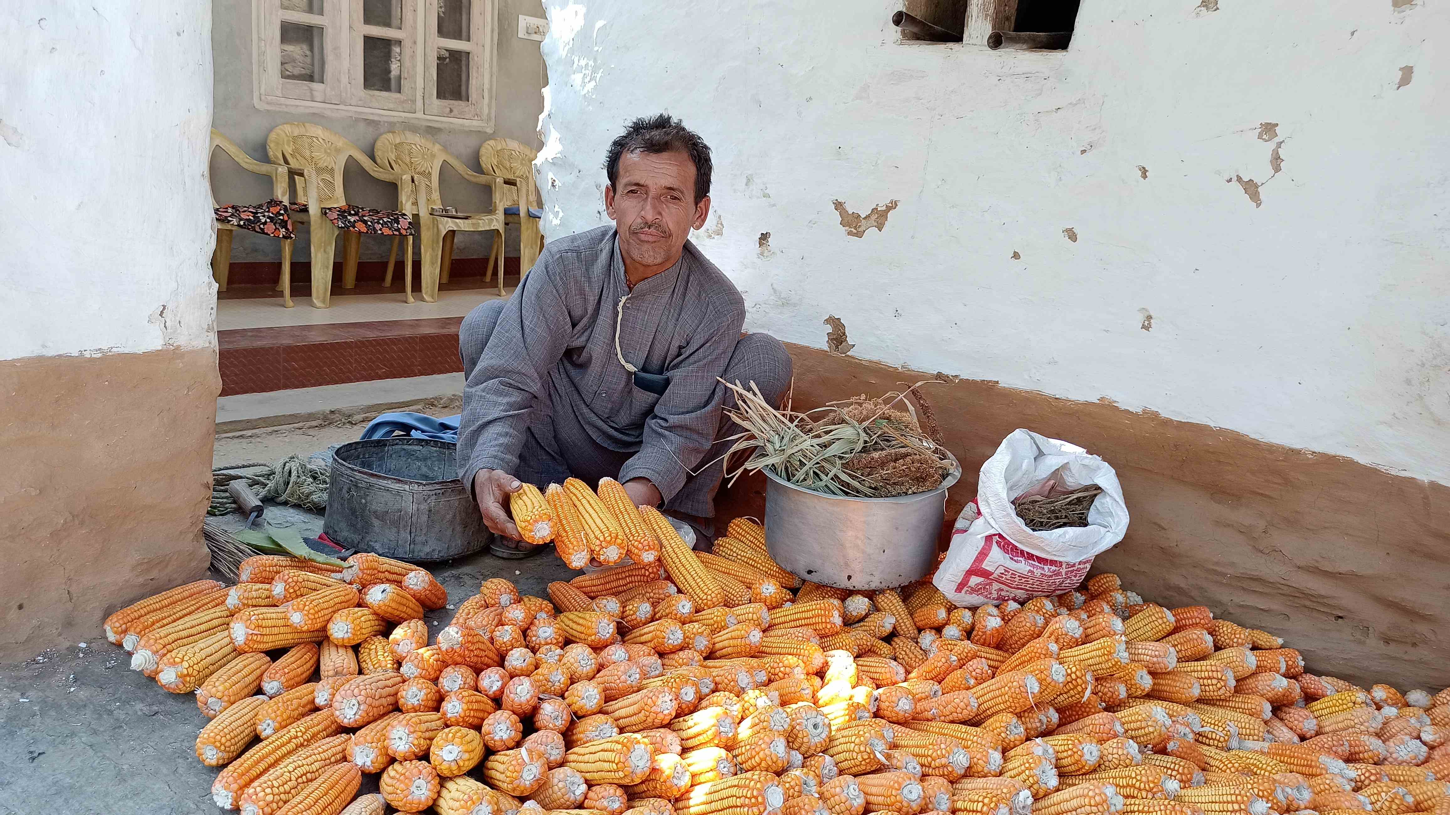 प्राकृतिक खेती से तैयार मक्की खरीदेगी राज्य सरकार