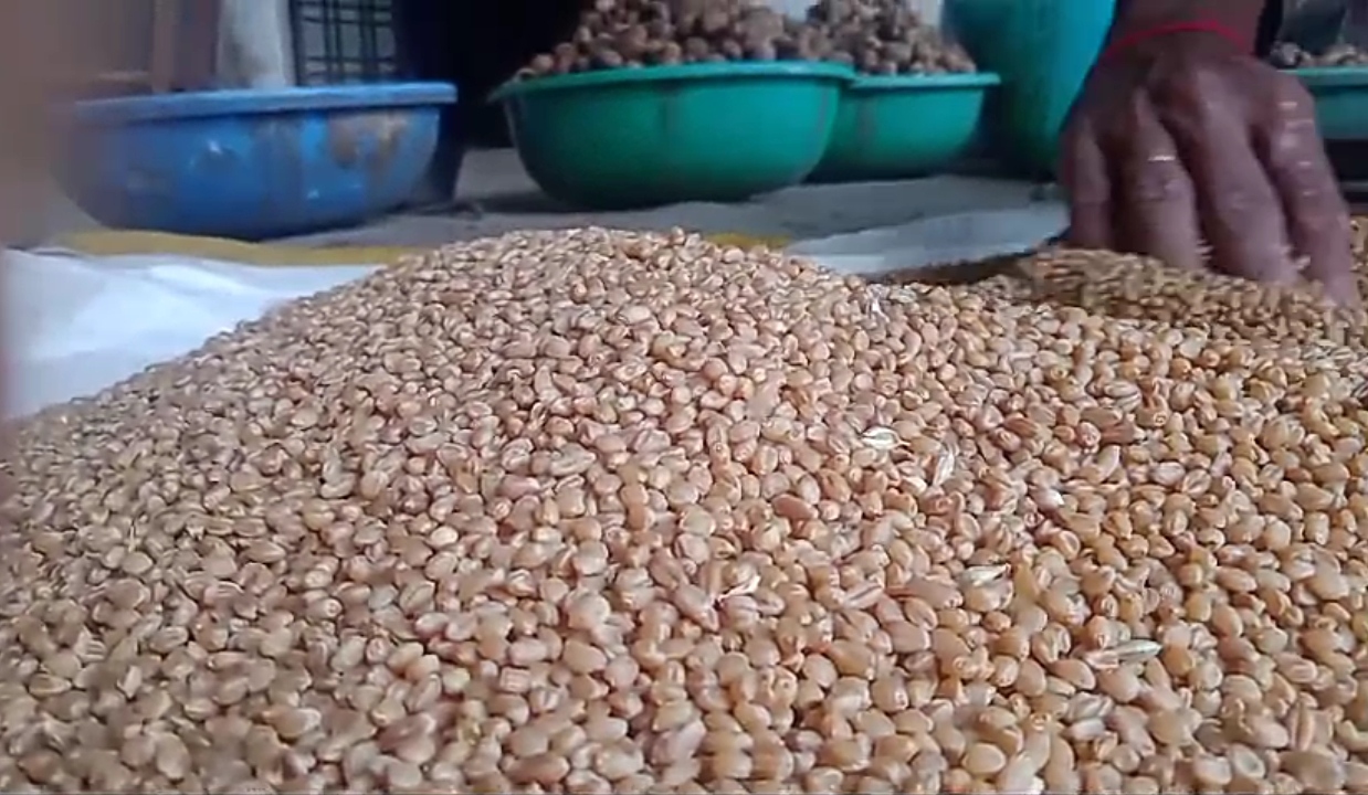 Harappa variety wheat