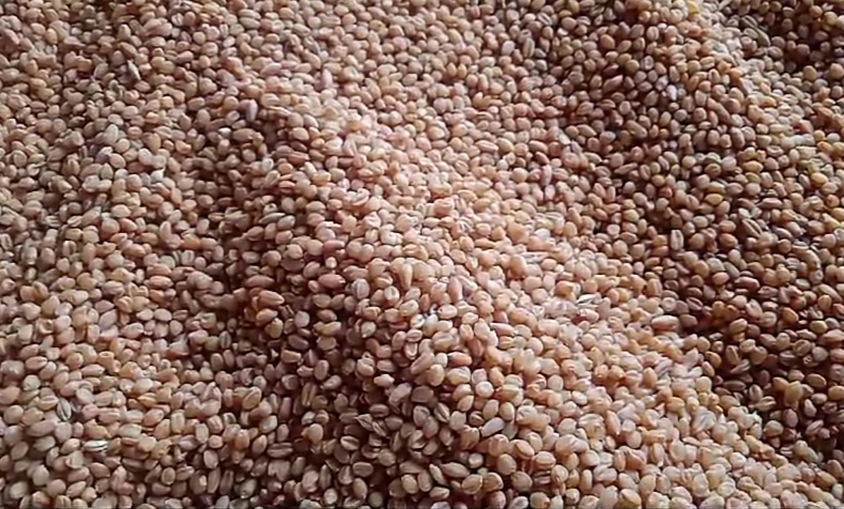 Harappan Variety Wheat