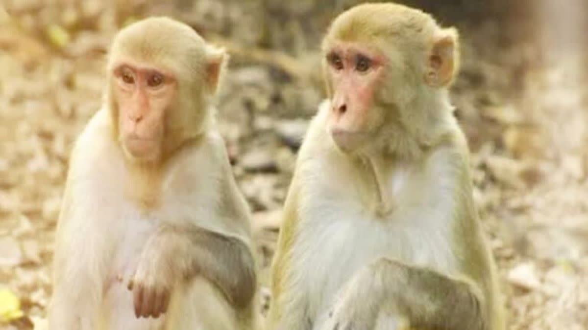 monkeys Stuck in Bhavsa Dam from 4 months
