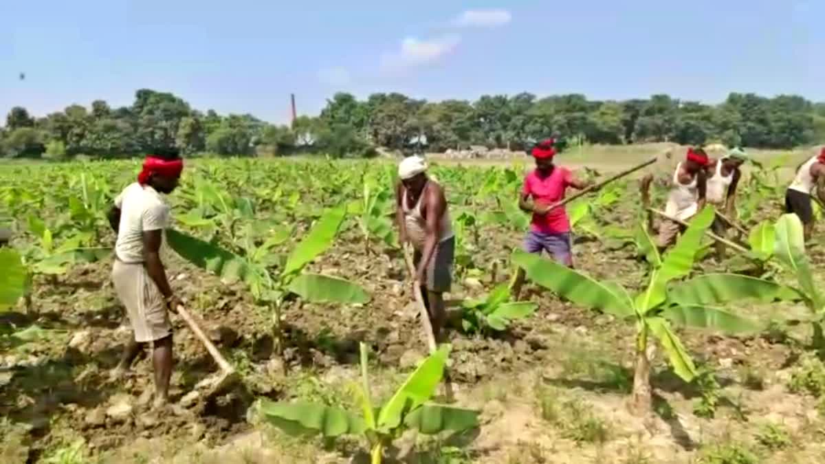 भागलपुर के केलांचल में हो रही G9 टिश्यू कल्चर केले की खेती