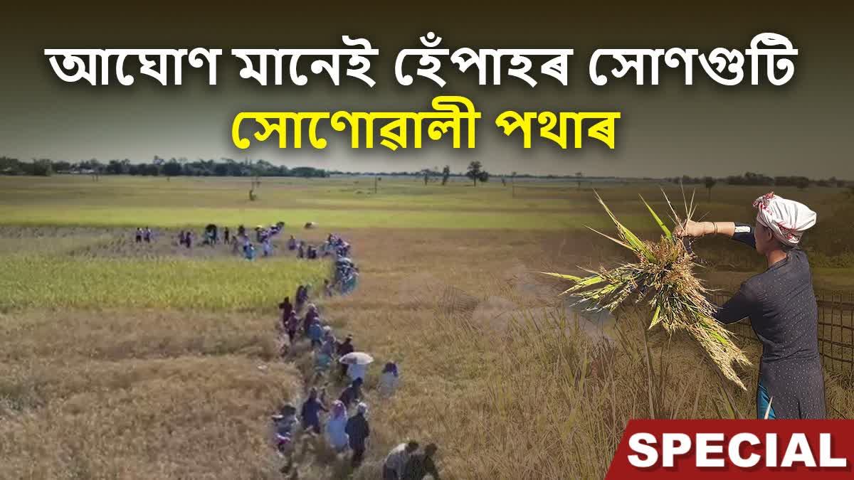 Farmers busy in Jonai paddy fields