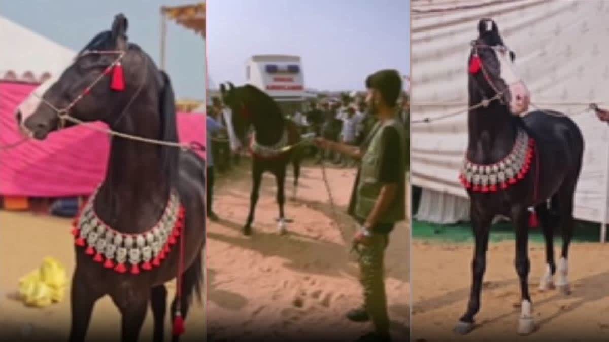 Pushkar animal fair  Marwari breed horse Kesariya  Kesariya offered Rs 10 crore Pushkar animal fair  Pushkar animal fair  owner rejects Kesariya offered Rs 10 crore  മാര്‍വാടി കേസരിയ  മാര്‍വാടി കേസരിയ രാജസ്ഥാന്‍ മേളയിലെ താരം  പുഷ്‌കർ മൃഗമേളയിലെ താരം  പുഷ്‌കർ മൃഗമേള  രാജസ്ഥാനിലുളള പുഷ്‌കറിലെ മൃഗ മേള  കേസരിയ എന്ന കുതിര  കുതിരയെ വിട്ടുനൽകാതെ ഉടമ