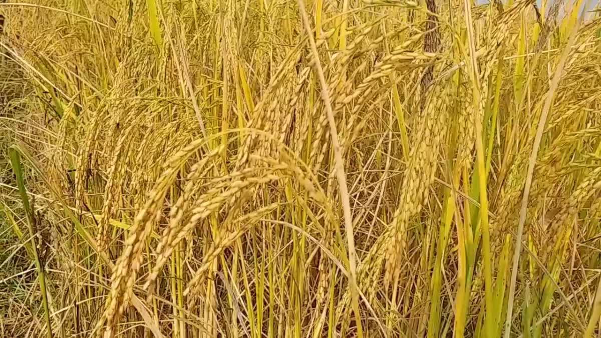 मसौढ़ी में किसान कर रहे काला नमक चावल की खेती