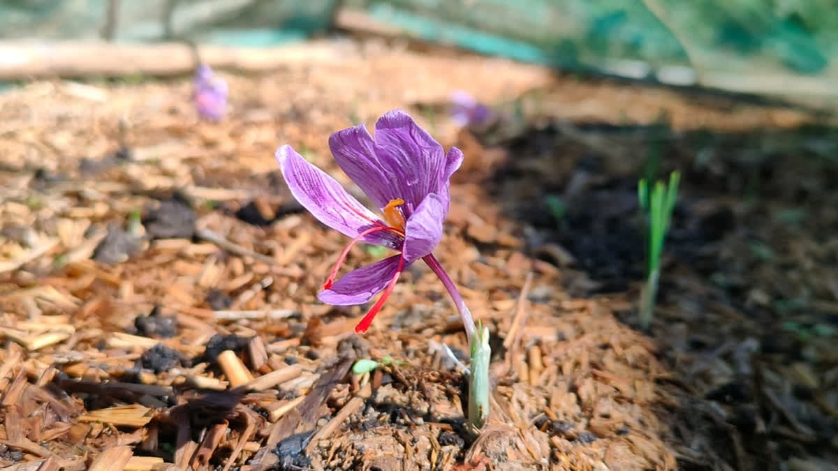 Not only Kashmir, saffron to be cultivated in Bengal too, thanks to University of North Bengal