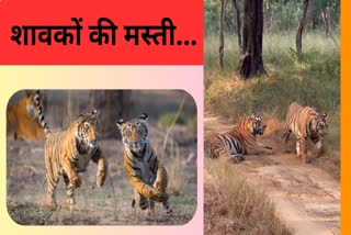 STR Bori Range Tiger Cubs Fun