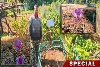 Saffron cultivation in North Bengal