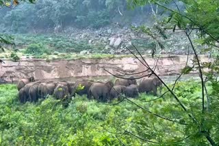 herd of 19 elephants