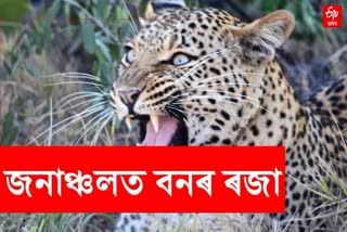 Tiger menace in Sivasagar