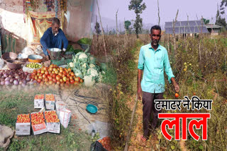 increase in tomato prices in balrampur