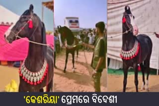 Marwari breed horse Kesariya