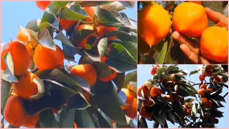 farmers-cultivating-japans-famous-persimmon-fruit-in-anantnag