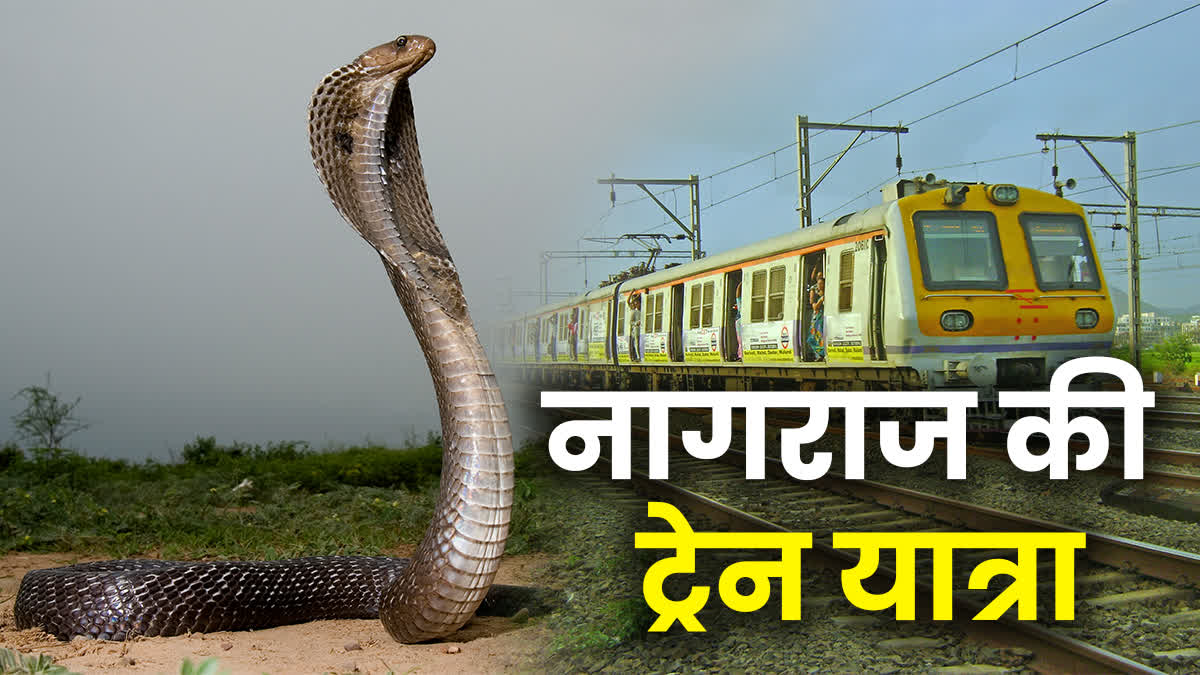 snake found Jan Shatabdi