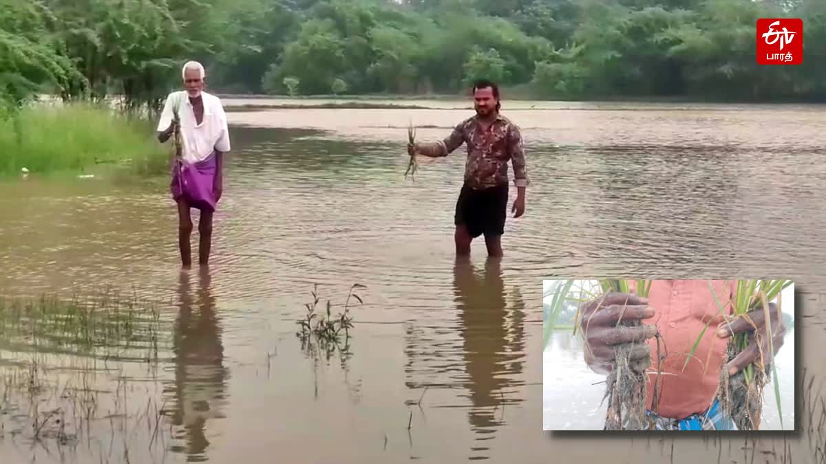 திருவாரூரில் குளம் போல் காட்சியளிக்கும்  விவசாய நிலம்