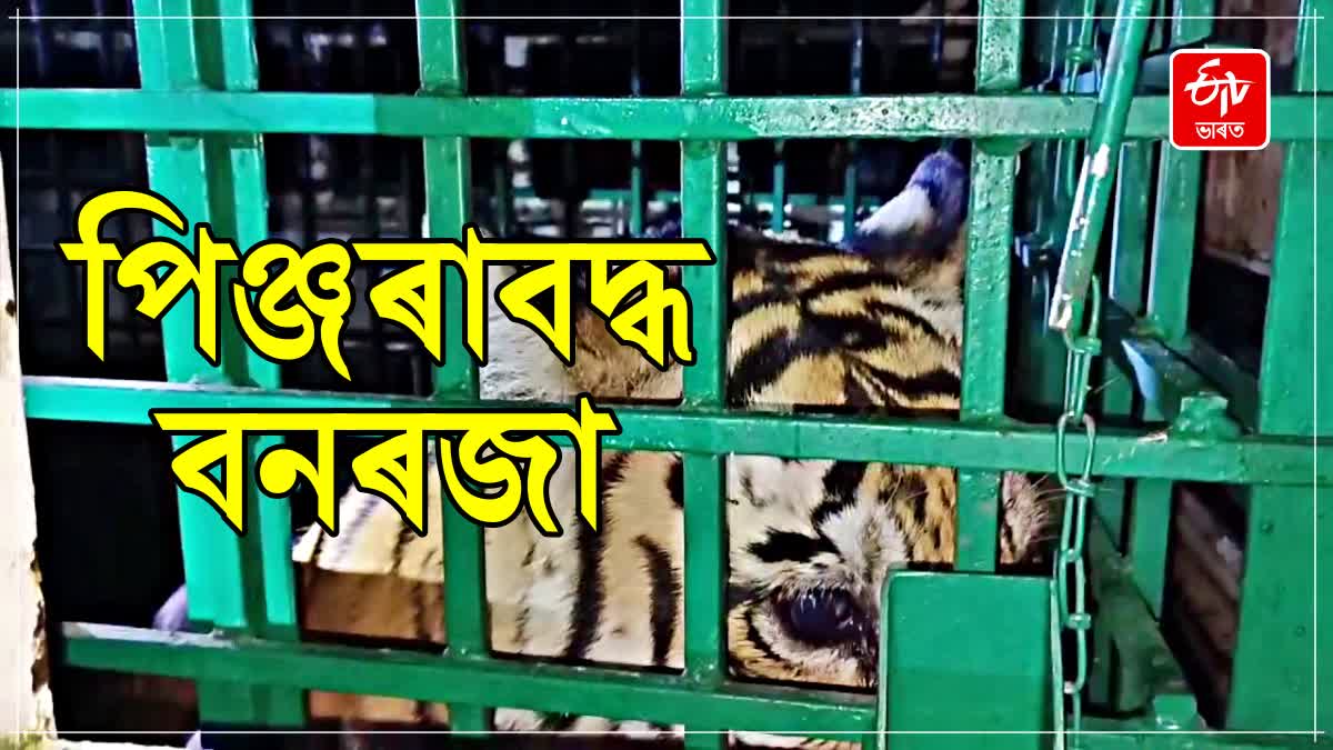 TIGER TERROR IN KALIABOR