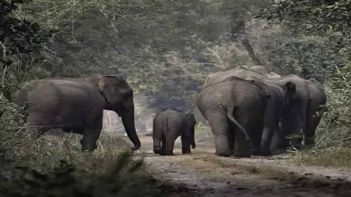 Elephant Calf Found Dead In Pond In Chhattisgarh’s Raigarh Dist