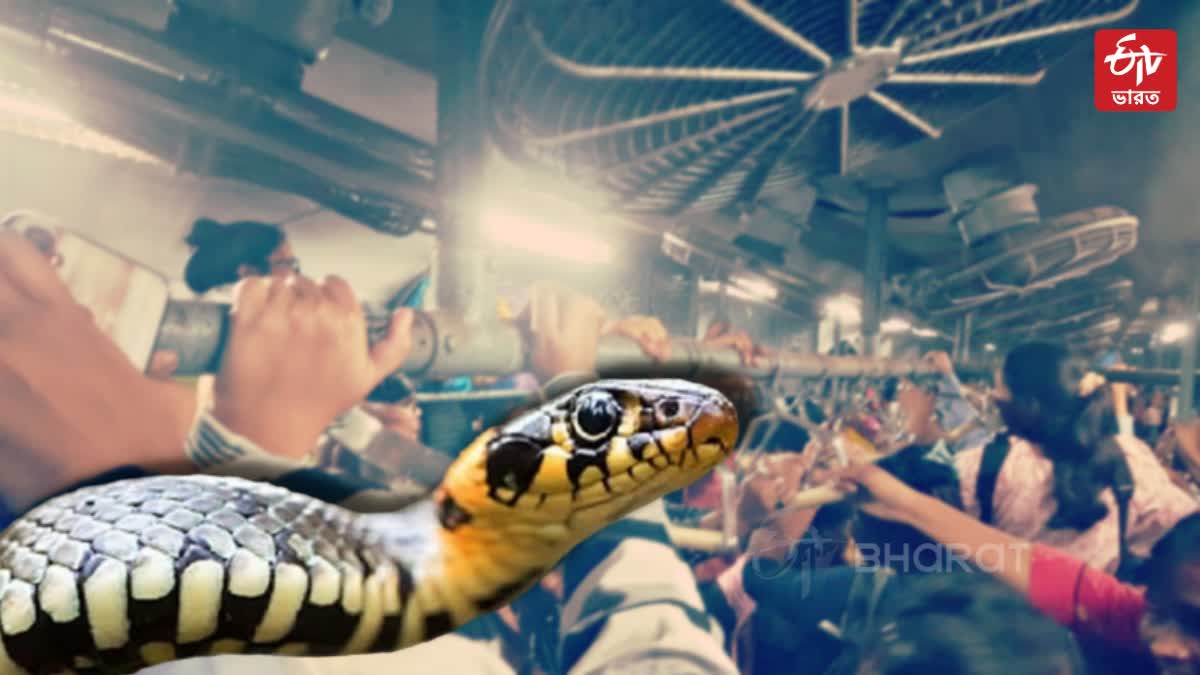 Snake inside Local Train