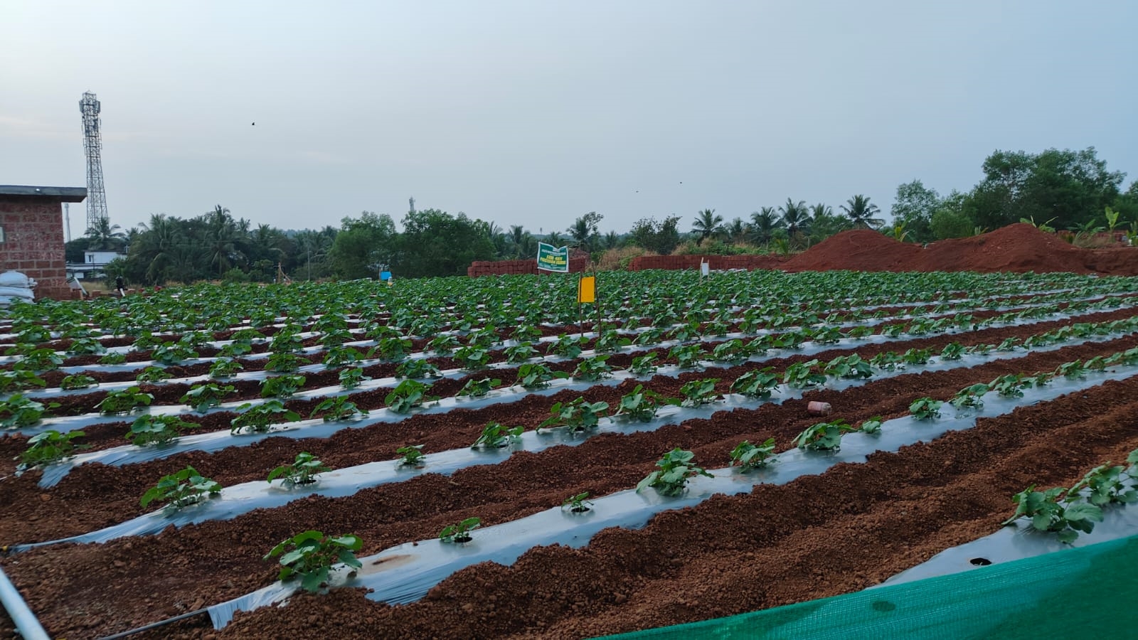 COOL SEASON VEGETABLE CULTIVATION  VEGETABLE CULTIVATION AT HOME  ശീതകാല പച്ചക്കറി കൃഷി  VEGETABLE CULTIVATION STEPS