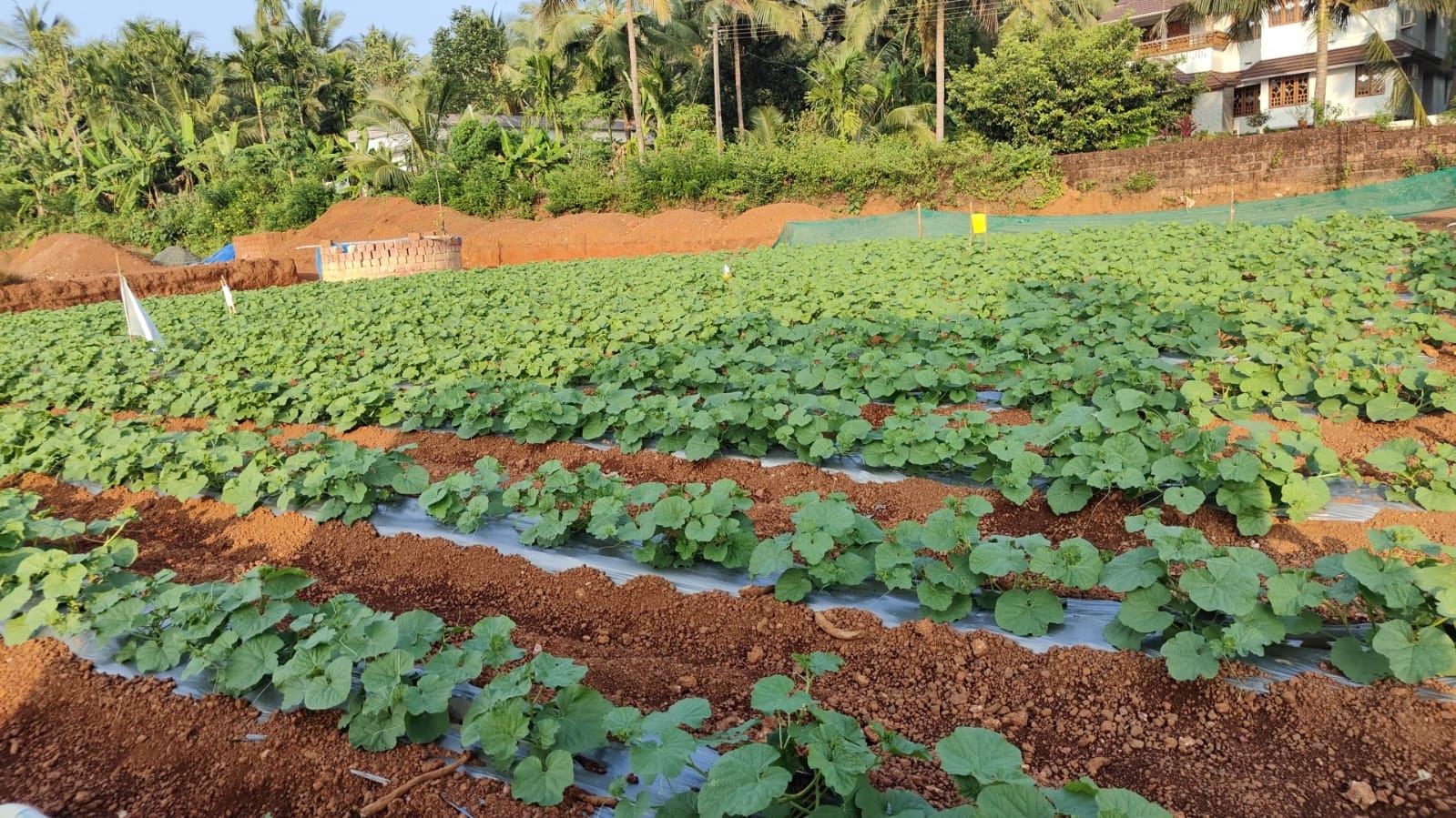 COOL SEASON VEGETABLE CULTIVATION  VEGETABLE CULTIVATION AT HOME  ശീതകാല പച്ചക്കറി കൃഷി  VEGETABLE CULTIVATION STEPS