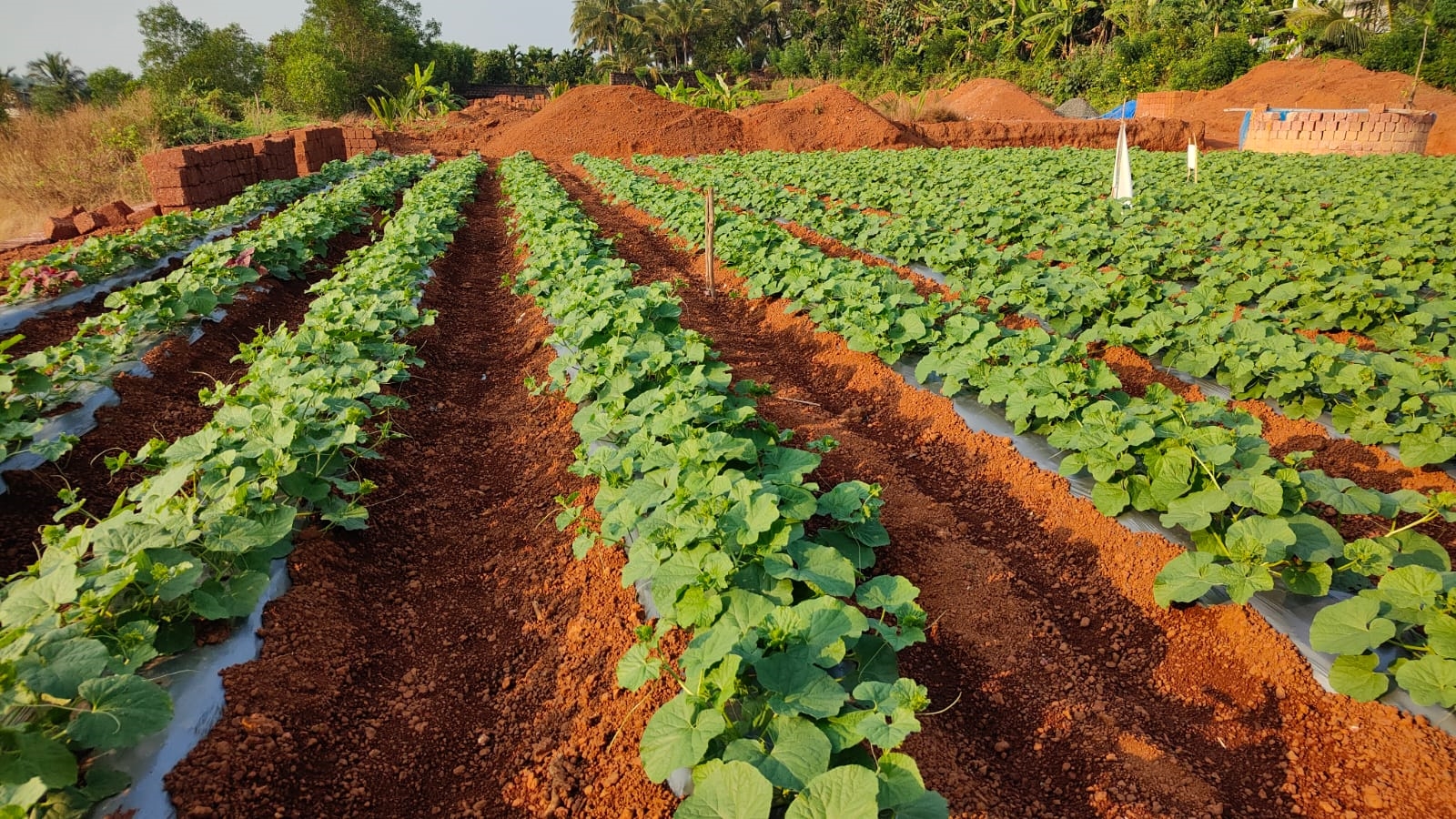 COOL SEASON VEGETABLE CULTIVATION  VEGETABLE CULTIVATION AT HOME  ശീതകാല പച്ചക്കറി കൃഷി  VEGETABLE CULTIVATION STEPS