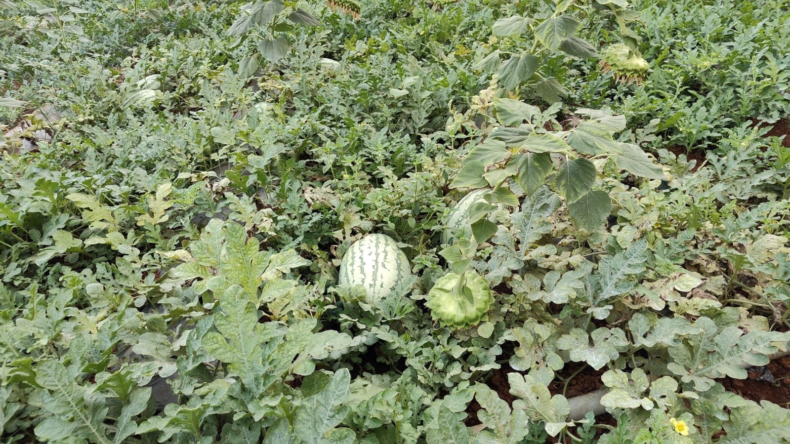 COOL SEASON VEGETABLE CULTIVATION  VEGETABLE CULTIVATION AT HOME  ശീതകാല പച്ചക്കറി കൃഷി  VEGETABLE CULTIVATION STEPS