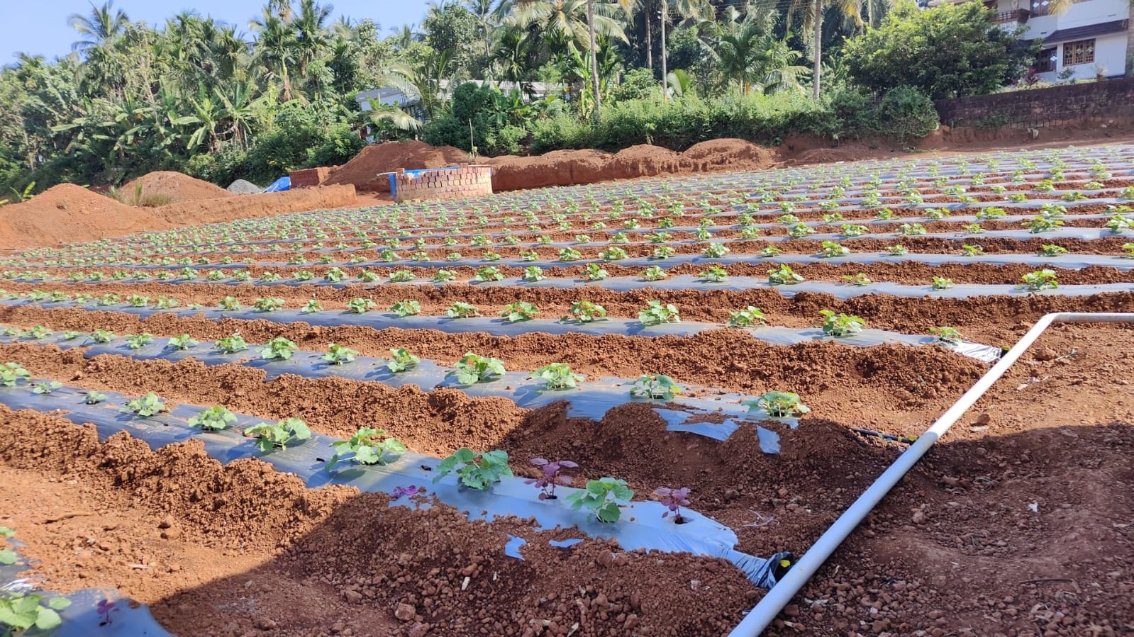 COOL SEASON VEGETABLE CULTIVATION  VEGETABLE CULTIVATION AT HOME  ശീതകാല പച്ചക്കറി കൃഷി  VEGETABLE CULTIVATION STEPS