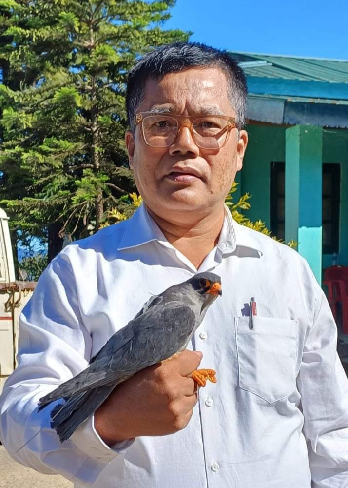 Amur falcon Bird