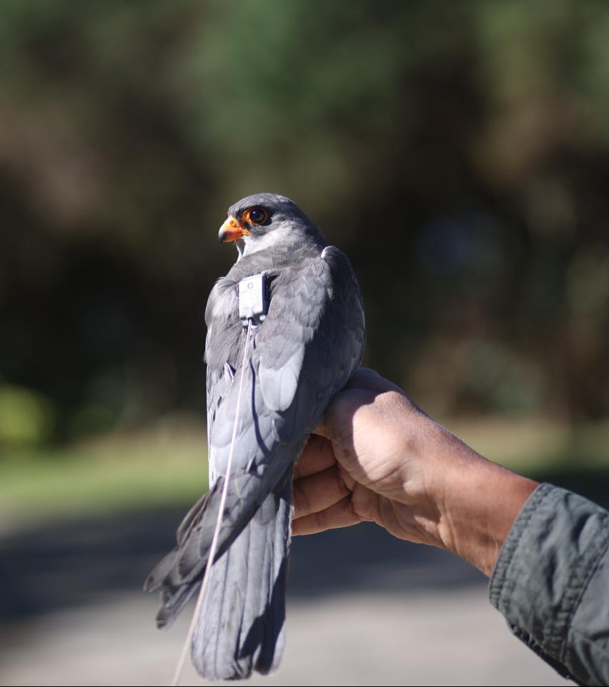 Amur falcon Bird