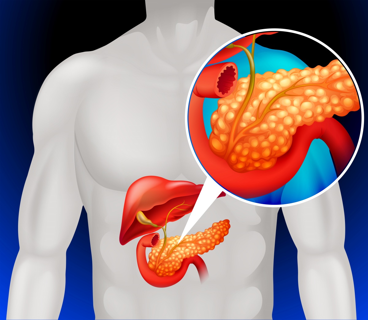 The pancreas is located behind the stomach