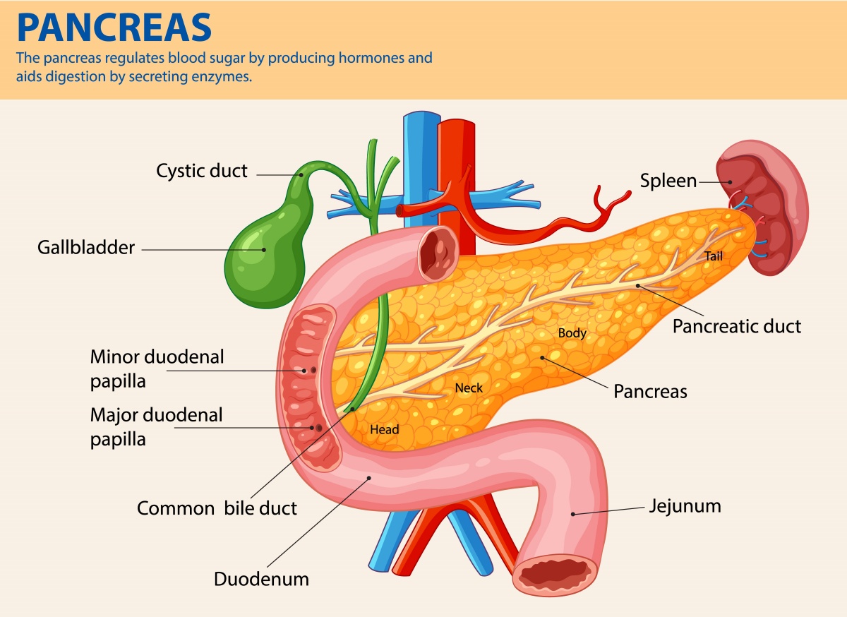 Anatomy of the pancreas