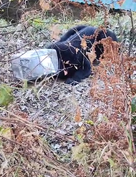 Bear Head Stuck in Canister