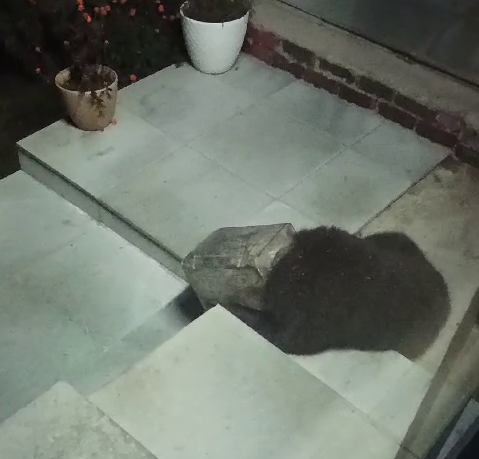 Bear Head Stuck in Canister