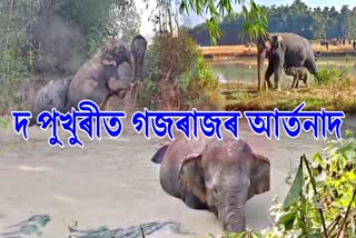 Jorhat forest department rescued six elephants trapped with their calves for about 10 hours