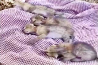 Wild Cat Cubs in Nandyal District