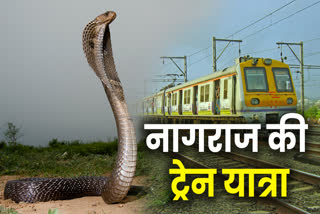 snake found Jan Shatabdi