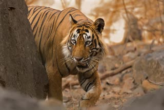 SEONI TIGRESS HUNTING VIDEO