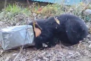 Bear Head Stuck in Canister